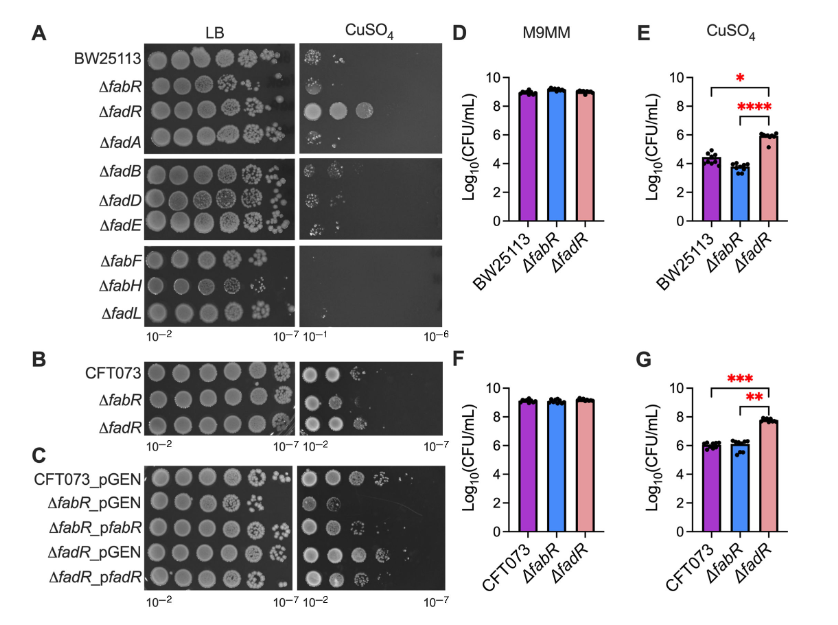 ASMicrobiology's tweet photo. UPEC experiences copper stress during UTI, and resistance to copper is critical for UPEC virulence. Researchers discovered that long-chain fatty acid homeostasis contributes to survival and virulence of UPEC during copper toxicity. #JBacteriology: https://t.co/3zktei6LzL https://t.co/UcdwsHqgfj