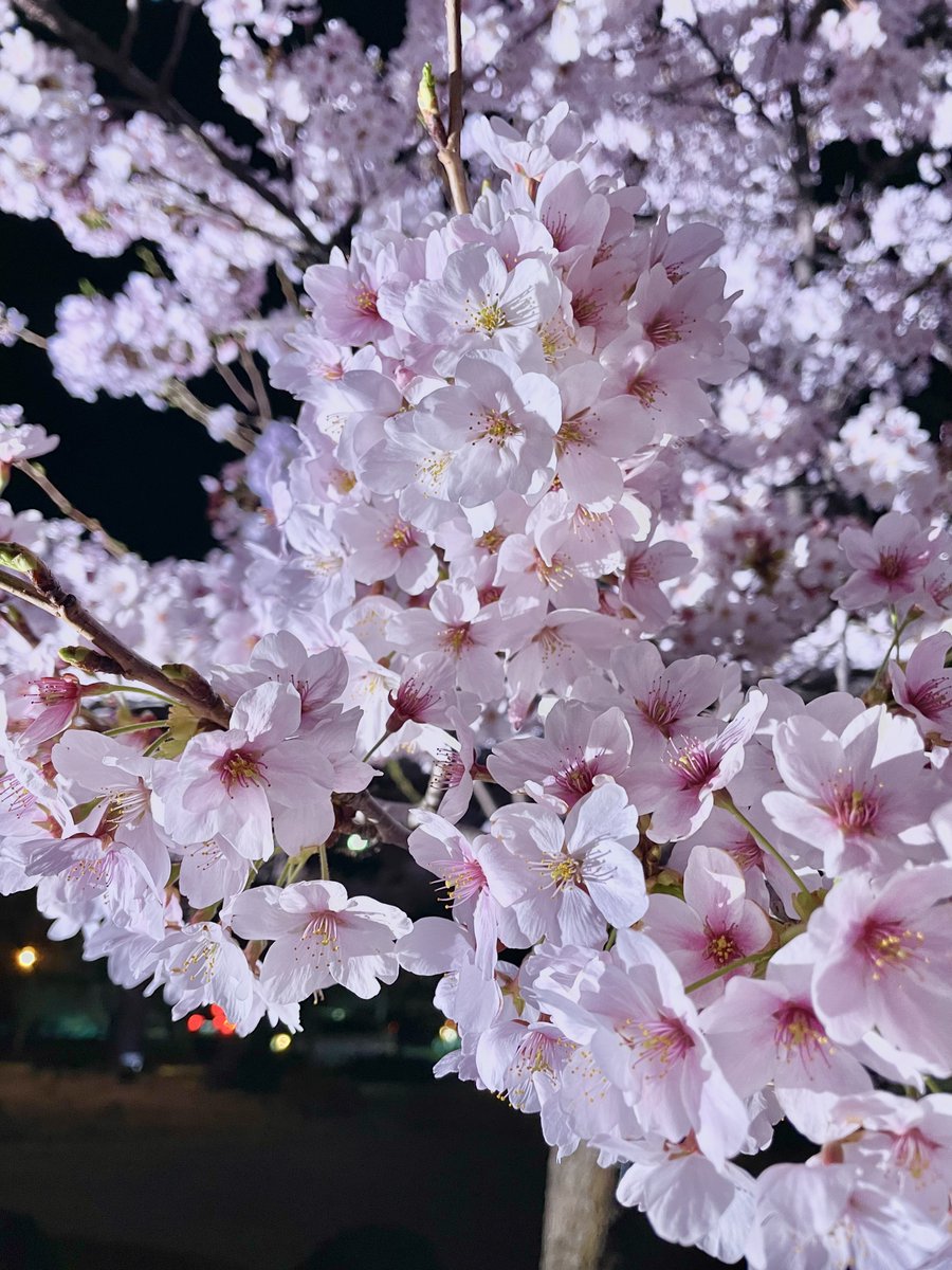 モモンガ🍑 tweet media