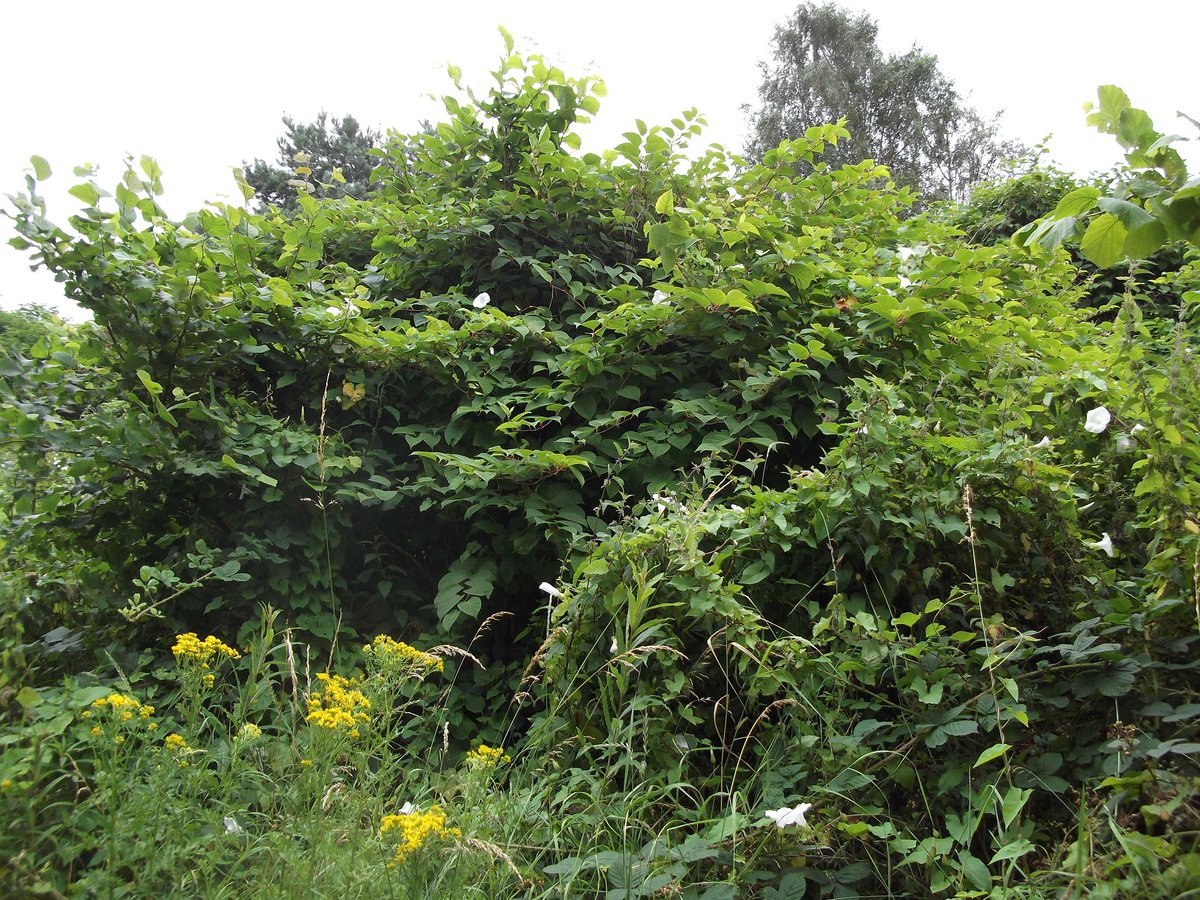 IVMLtd's tweet photo. #JapaneseKnotweed in #Derby: Where #Knotweed is most common and why https://t.co/IOhaY0G5He

#InvasiveWeeds #Knotweed #InvasiveVegetation #InvasiveWeedTreatment #InvasiveWeedControl https://t.co/l3eybgIeaS