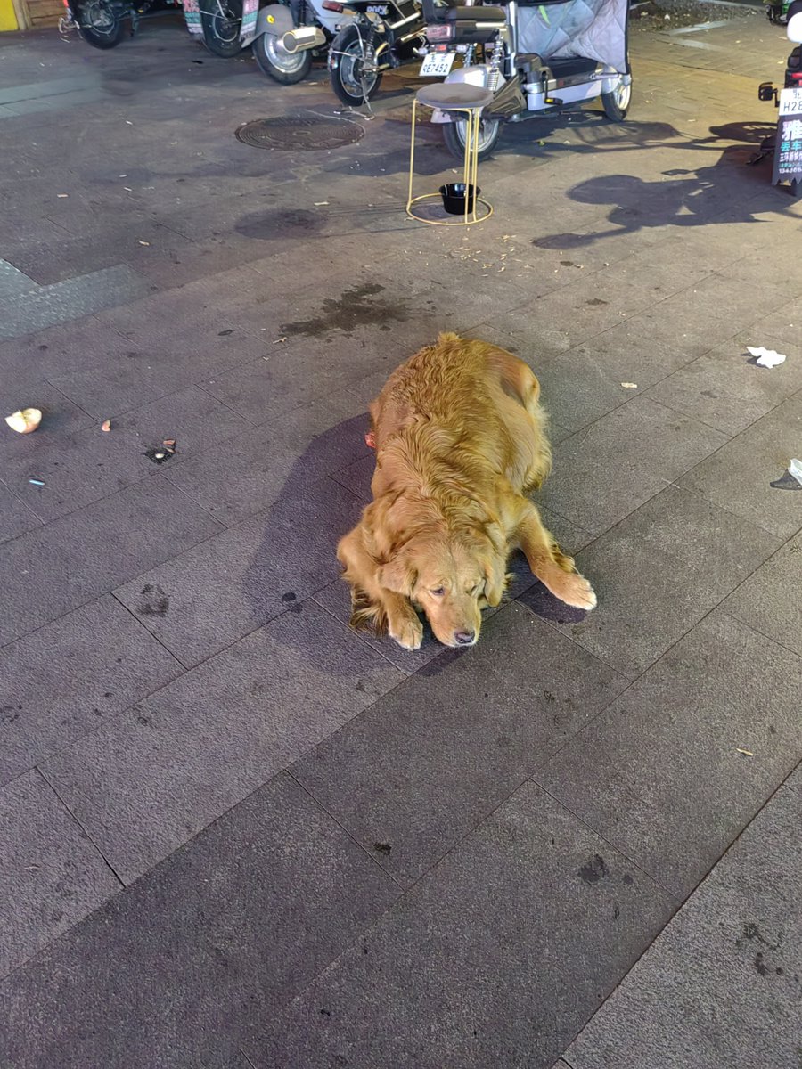 JhoanRomero's tweet image. Spotted a golden retriever napping on a sun-warmed bench—paws tucked, tail half-wrapped, and a tiny smile on its face.  #StreetSnaps #DogsofNYC