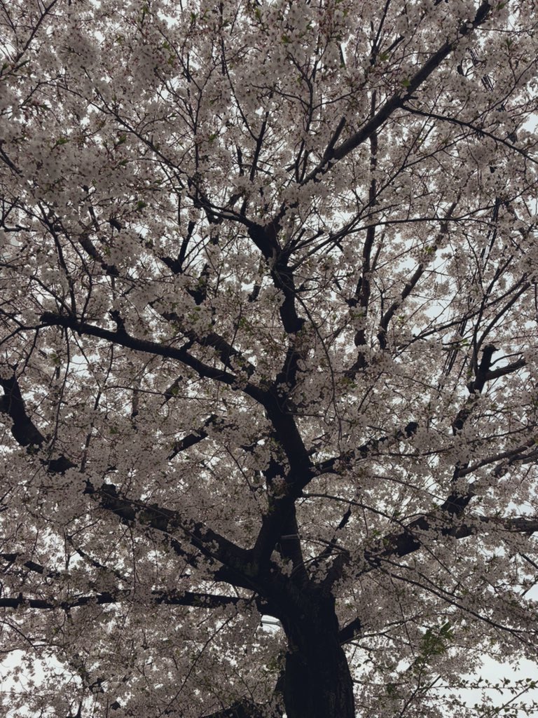 tks_LP_maybe's tweet photo. 信じられないくらい仕事が忙しく、肩と目の痛みが限界突破しそうになっていますが一応元気です https://t.co/UZCsYDGZrk