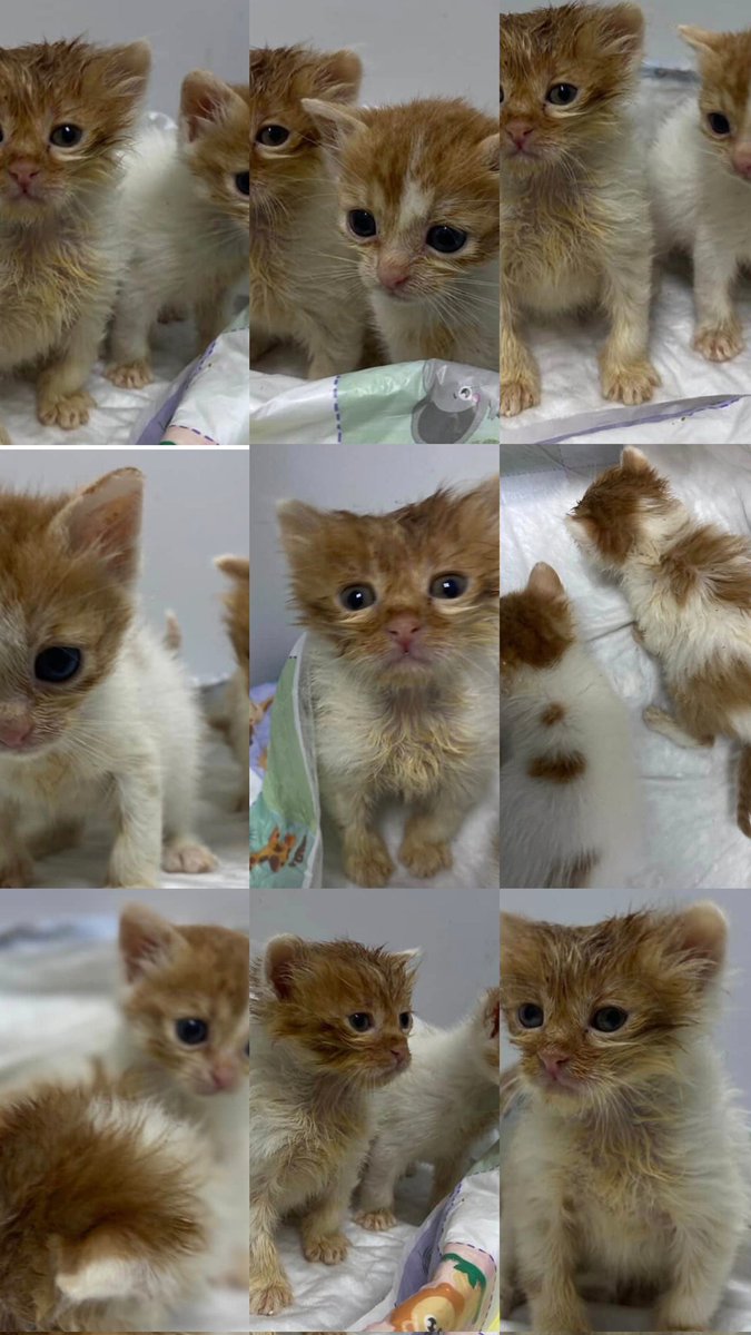 Yüksel Bayram tweet media