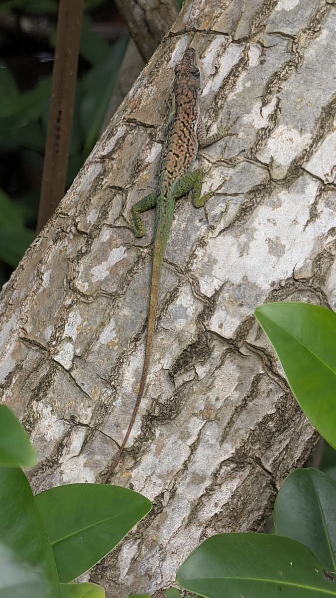 Mark Wallace tweet media