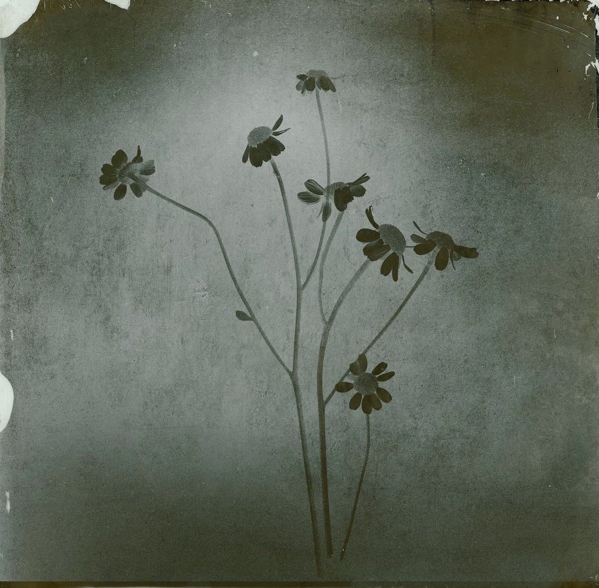 Info Ariana tweet media