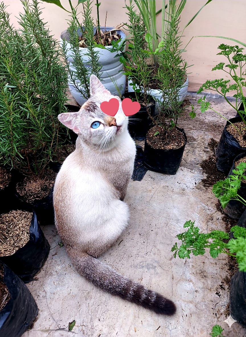 Joyful Garden 🌿🫑 tweet media