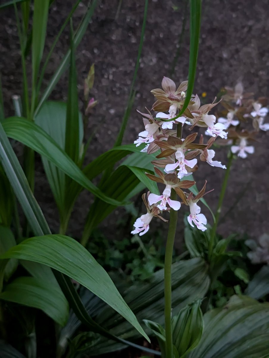 夜のお庭ﾊﾟﾄﾛｰﾙ🌃
白の花はほのかな灯りのようです😊
おやすみなさい