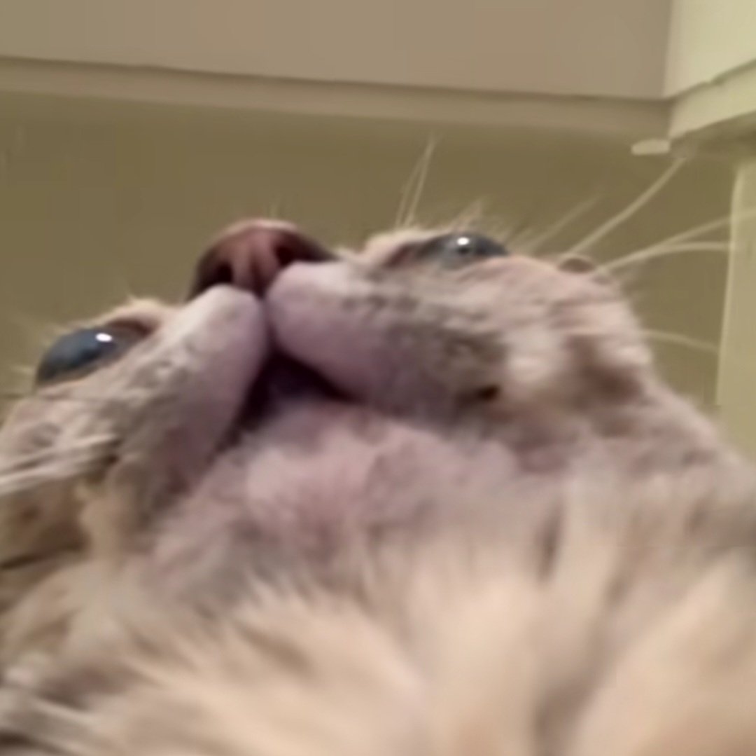 Vixin ♡ tweet media