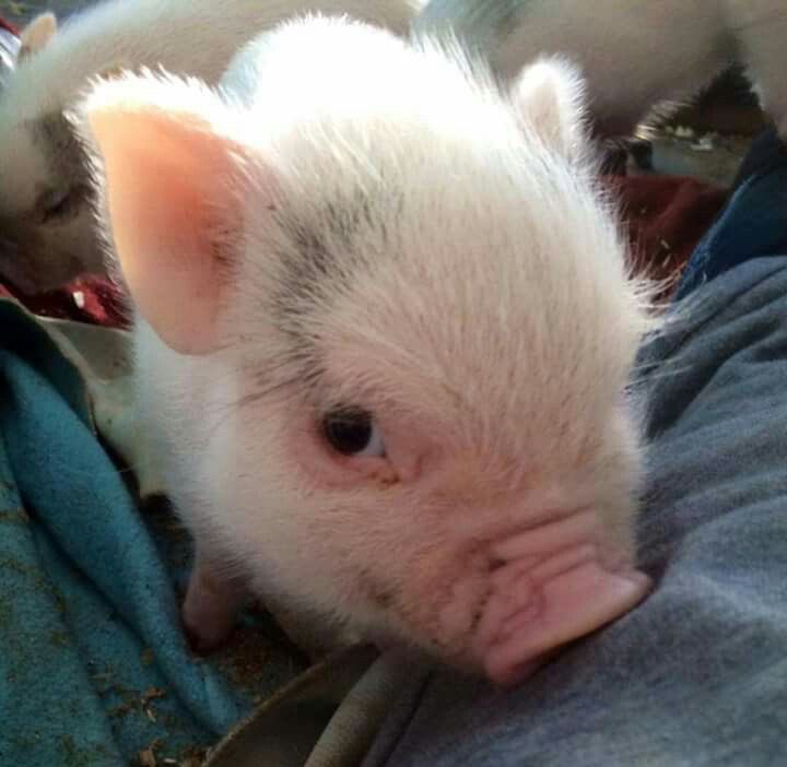 yellow cms open tweet media