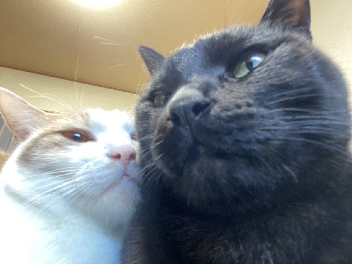 本田剛文(BOYSANDMEN) tweet media