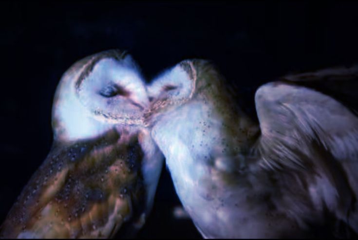 hawa ï๑ tweet media