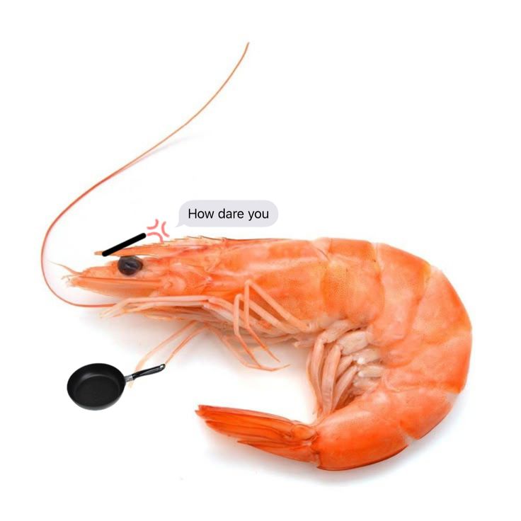 Yuuya — 🦐 tweet media