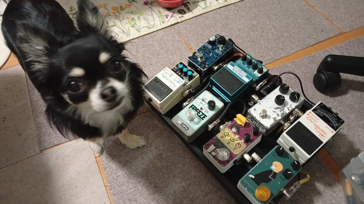 🐕‍🦺 (@kumabear2399) on Twitter photo 