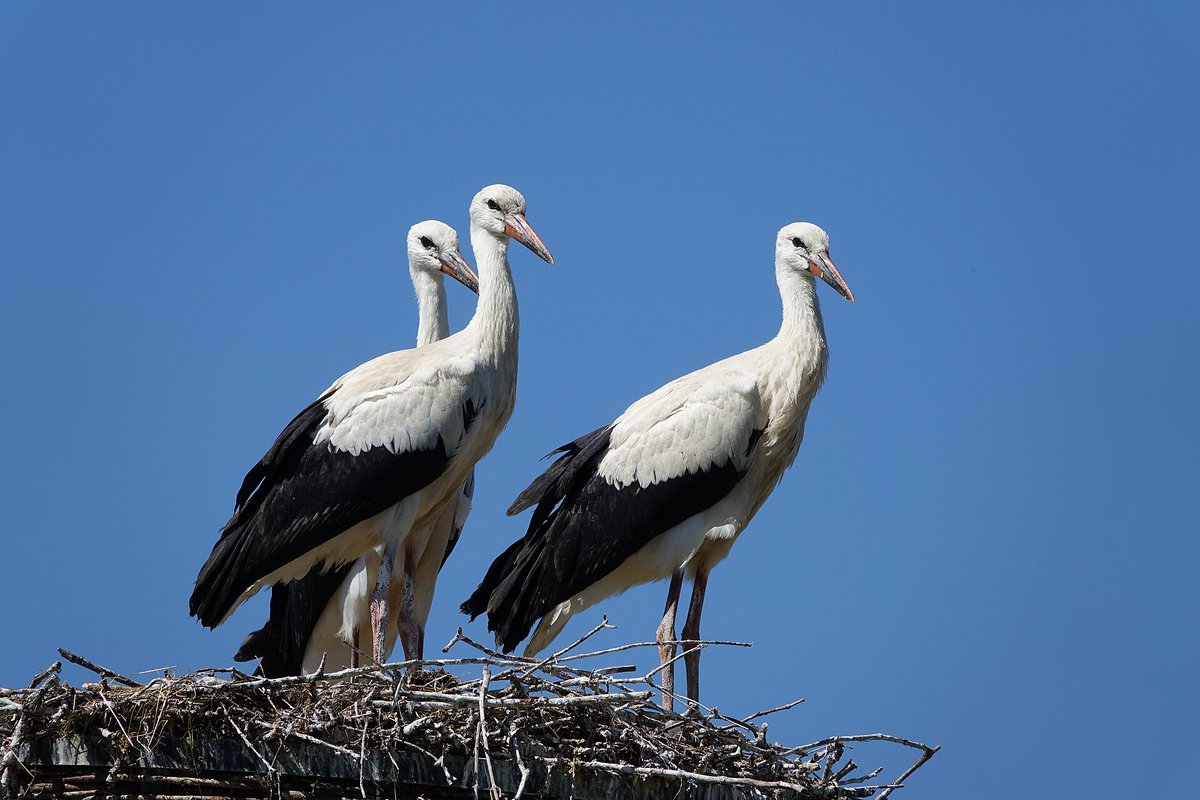 Radosław Nawrot tweet media