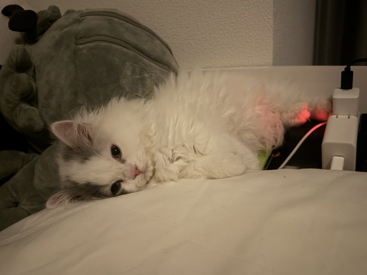 にーと tweet media