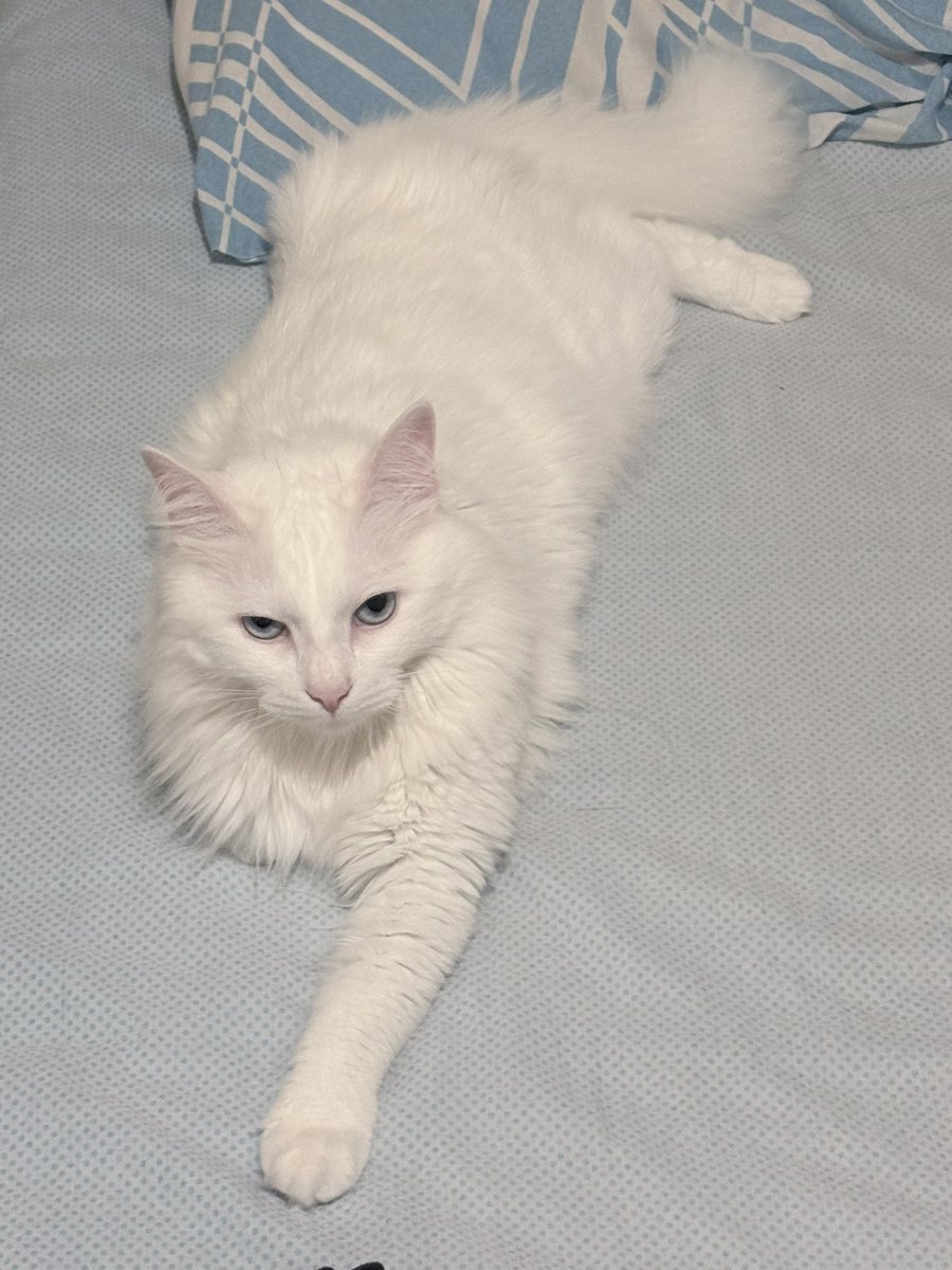 Cat Morningstar tweet media