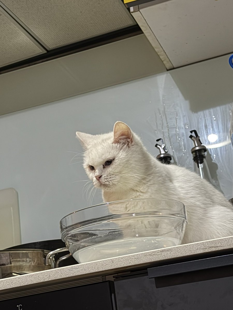 gastron💔 tweet media