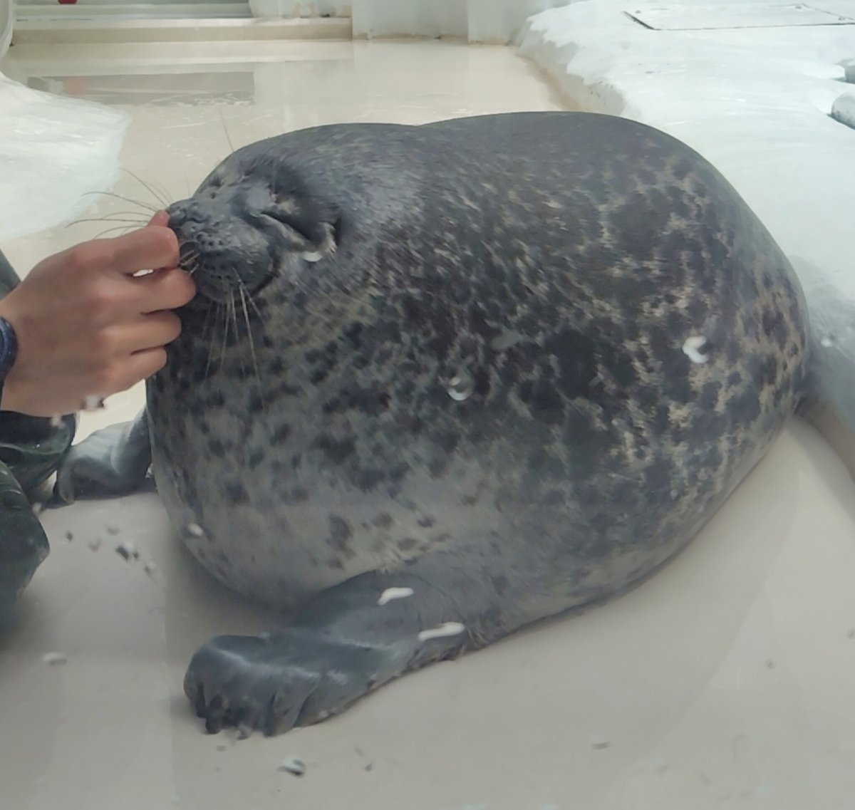 mizore415's tweet image. ユキちゃん鼻ボタン「ムギュ」

#海遊館
#ワモンアザラシ
#seal
#ringedseal