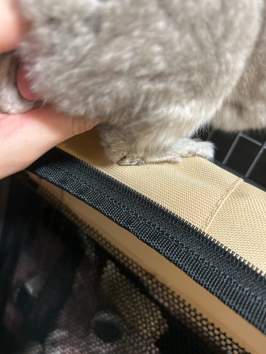っていう写真を撮ってたら、あれ？チンチラのかかとってこんなに横まで硬いっけ😂？