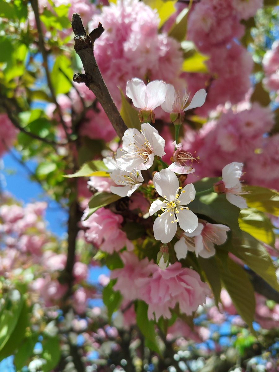 NetiYeti tweet media