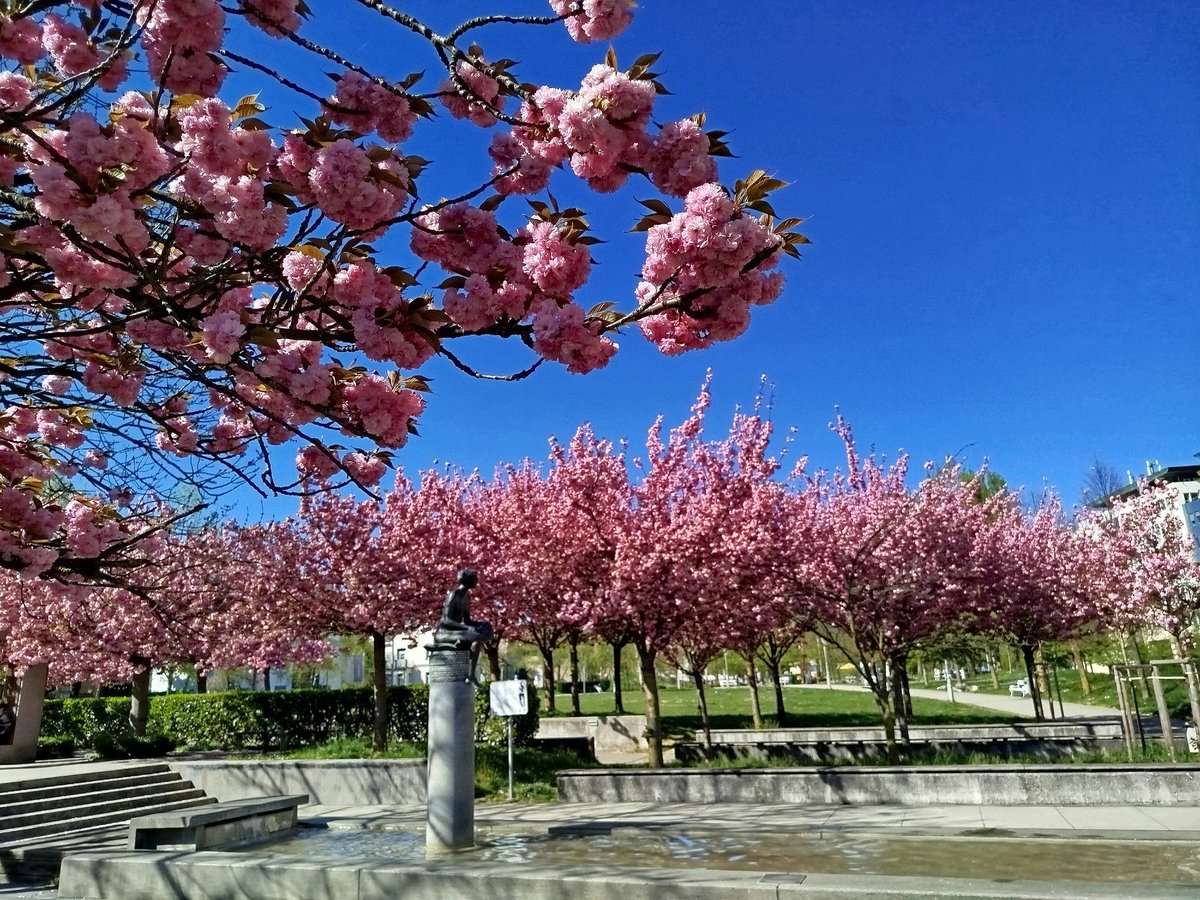 NetiYeti tweet media