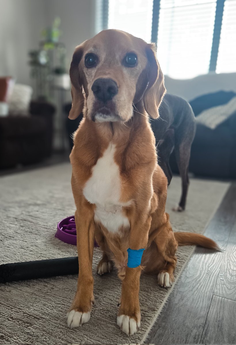 Canadian Dog House tweet media