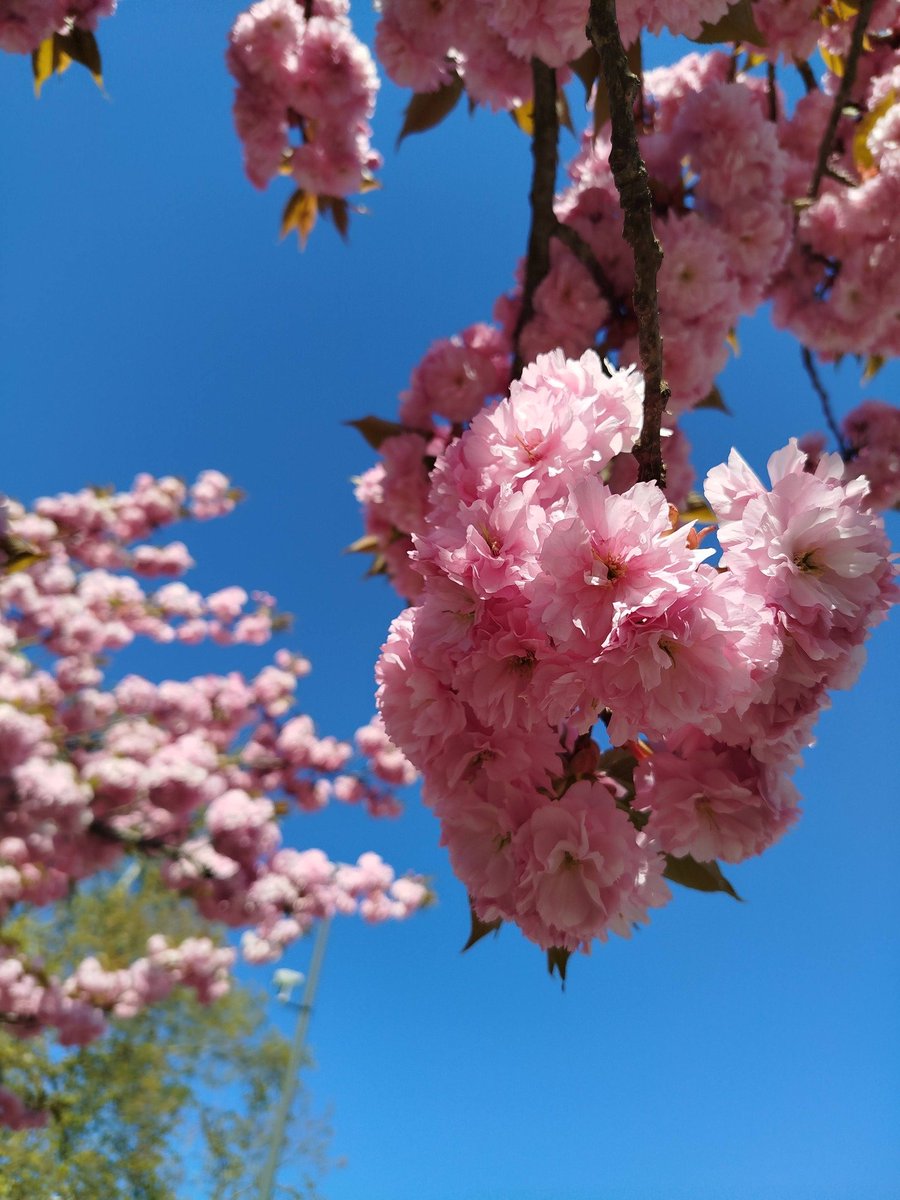 NetiYeti tweet media