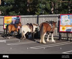 아르데엔 로이 tweet media