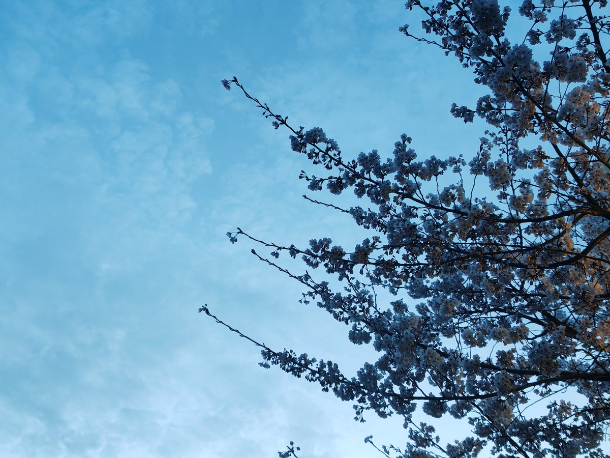 赤羽蝉 tweet media