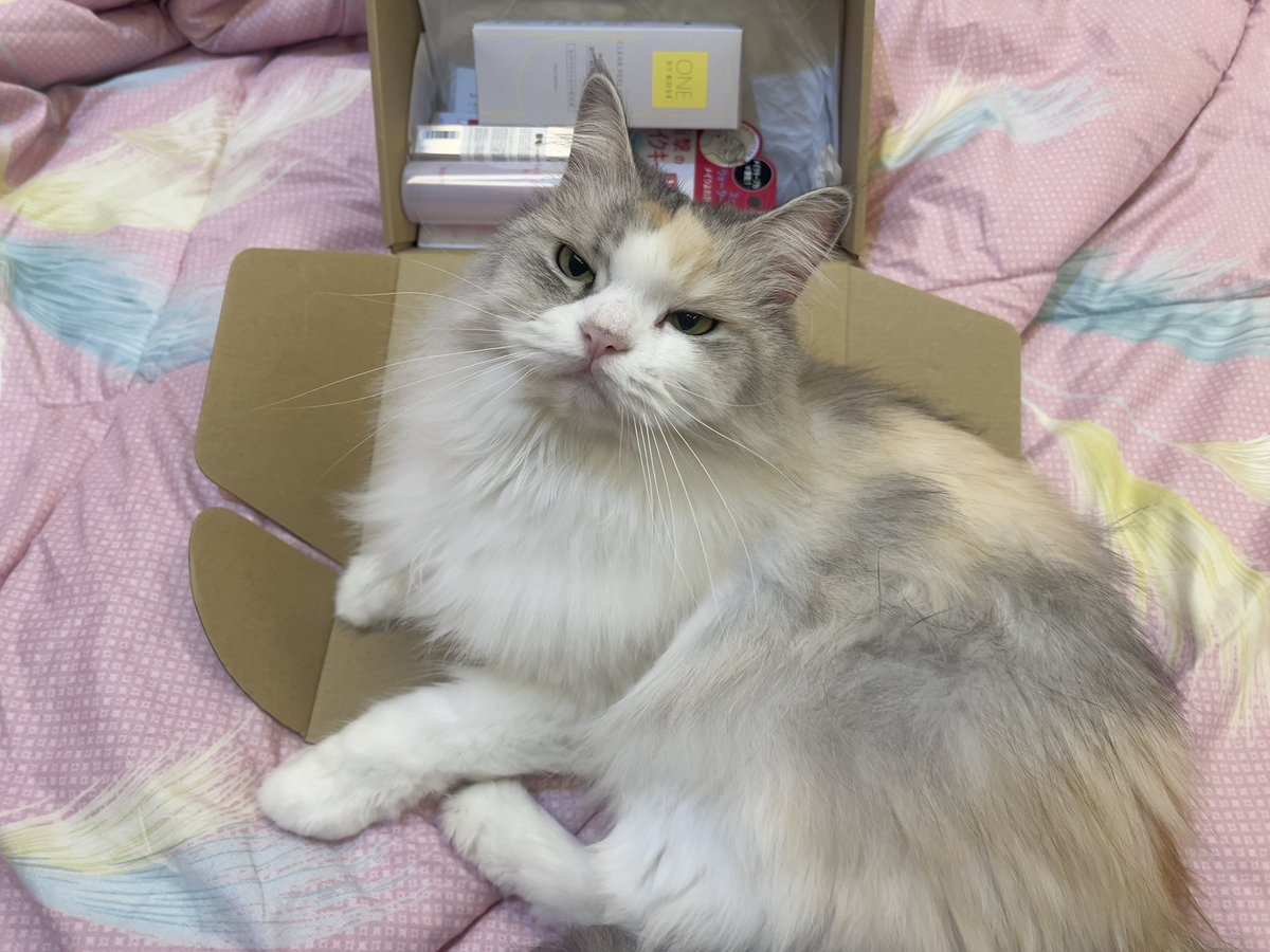 Princess Cubelita tweet media