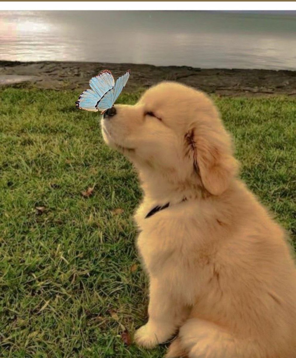 💖 (@twaniimals) on Twitter photo 