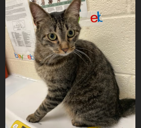 HollywoodDogs's tweet image. Haley, a 3-year-old tabby at a full shelter in #Memphis, #TN, needs a forever home, a foster home, or rescue adoptapet.com/pet/47380046-m… #URGENT #tabby #AdoptableCatofDay 🐱