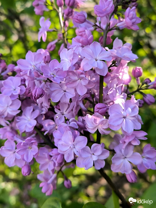 Időkép tweet media