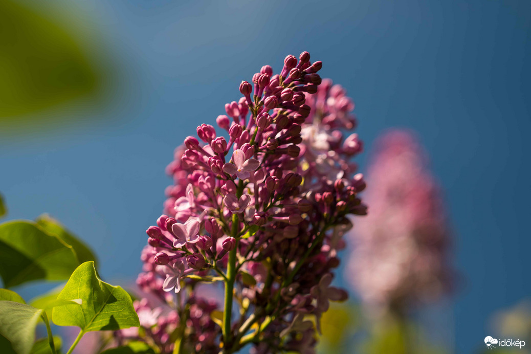 Időkép tweet media