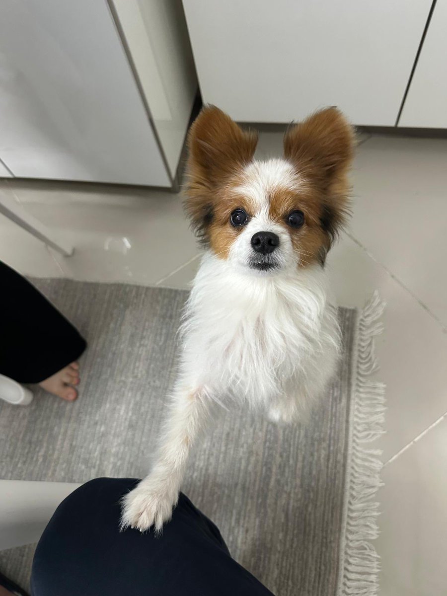 sleymannecip tweet media