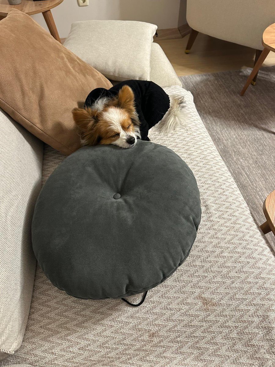 sleymannecip tweet media