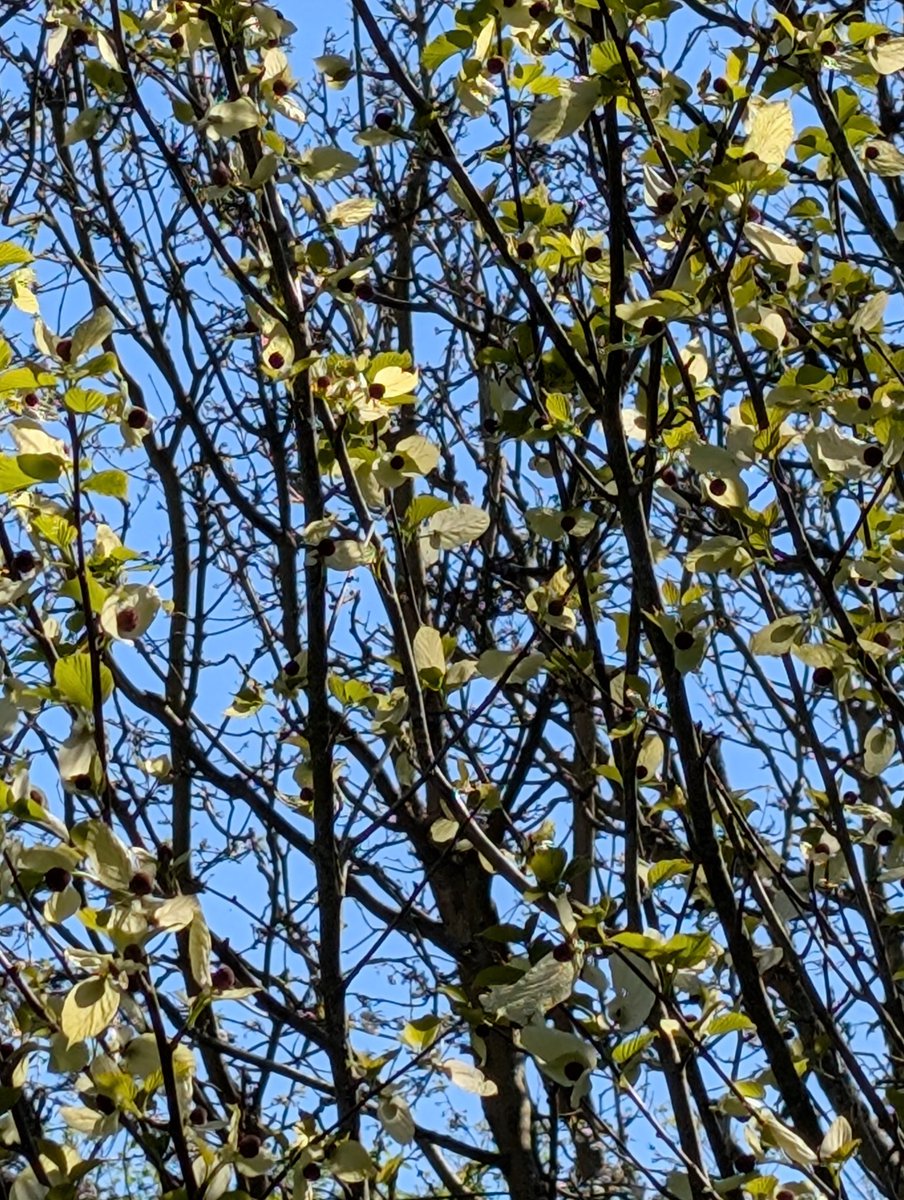 Lewes Urban Arboretum, (Friends of Lewes: Trees) tweet media