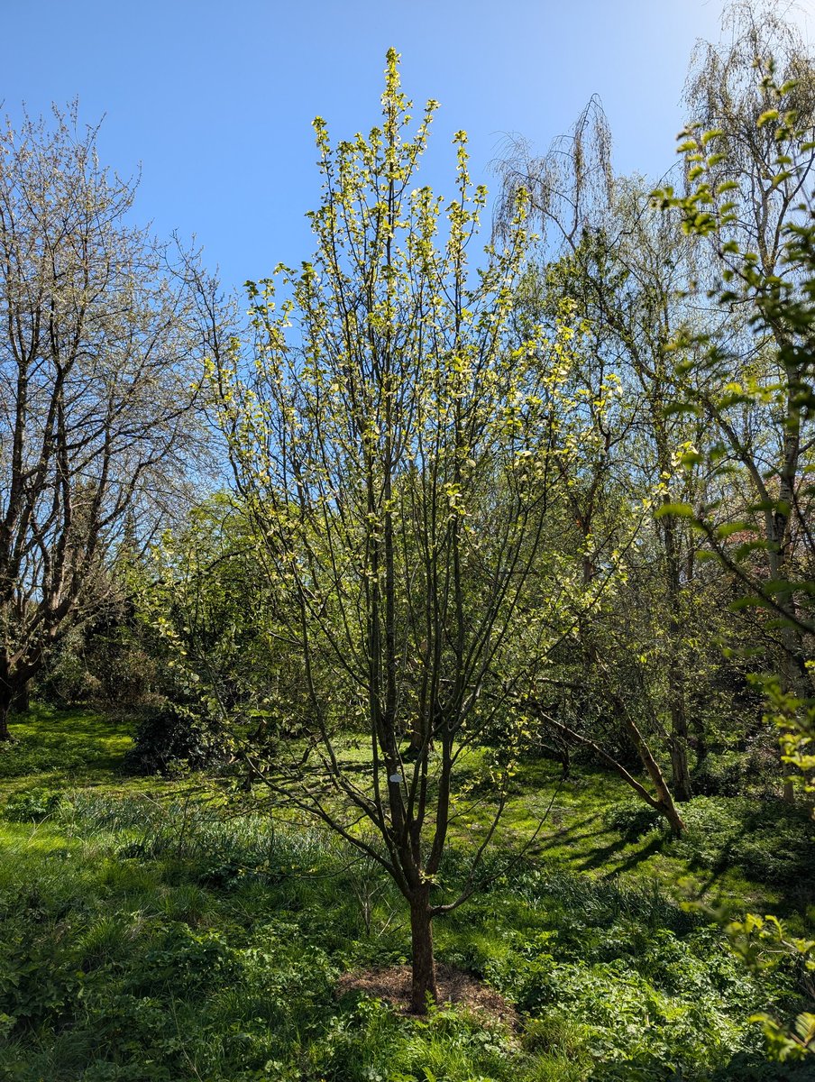 Lewes Urban Arboretum, (Friends of Lewes: Trees) tweet media