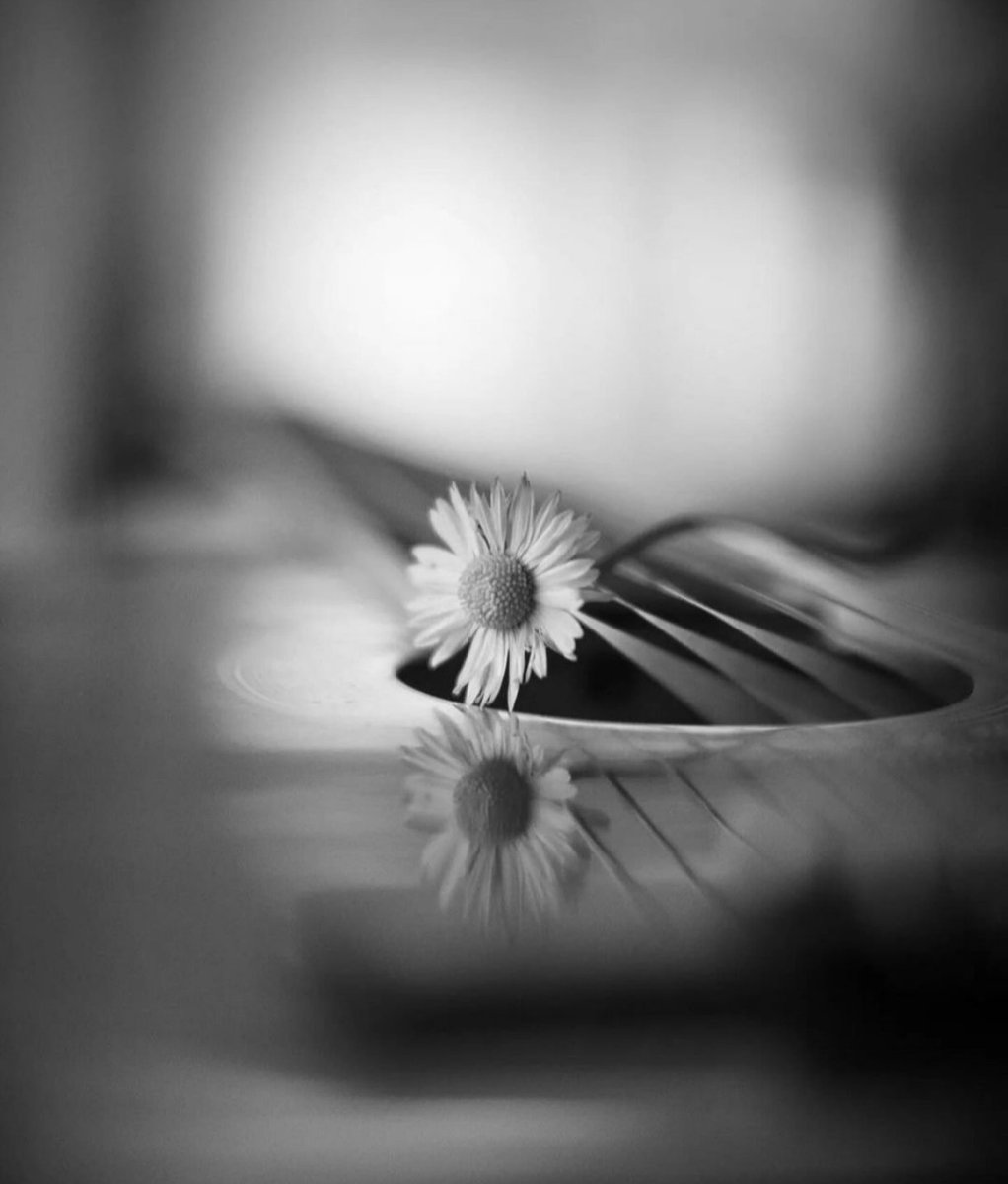 𝕯𝖊𝖎𝖒𝖔𝖘 tweet media