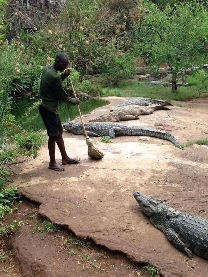diamondtvzambia's tweet photo. JUST IN: CCPC has instituted an inquiry and is actively engaging to verify facts in a matter where artist Pompi and his family were denied access to watch crocodiles at Livingstone Crocodile park during Easter weekend.
#NewsOnTheGo https://t.co/q1XbZ72WMY
