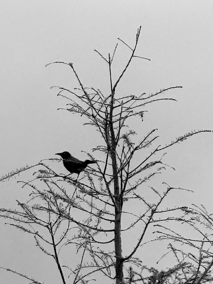 Casper 🐦‍⬛ tweet media