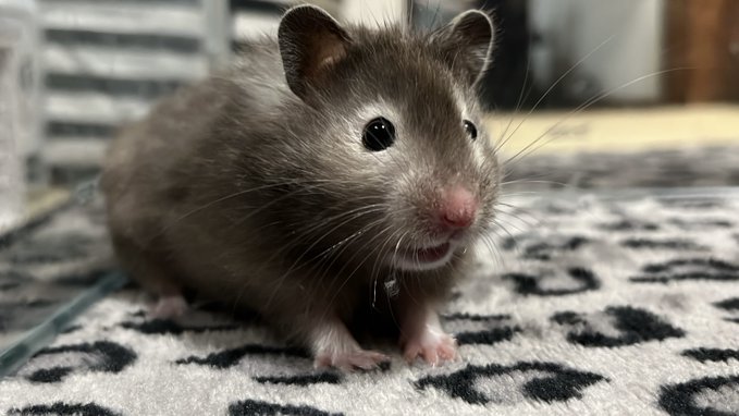 わあびっくり……やぶけてる…… 