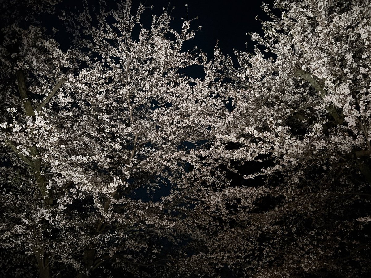 ばにら。 tweet media