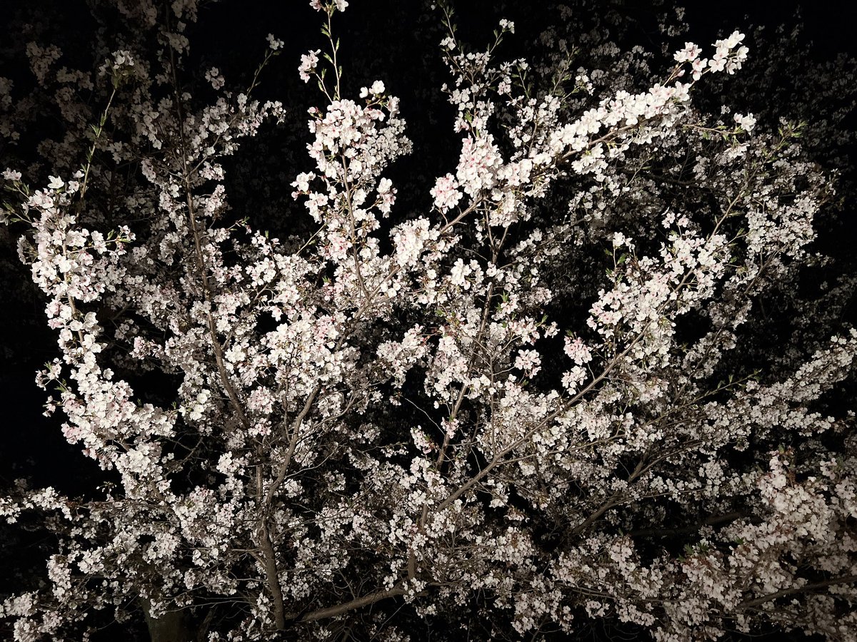 ばにら。 tweet media