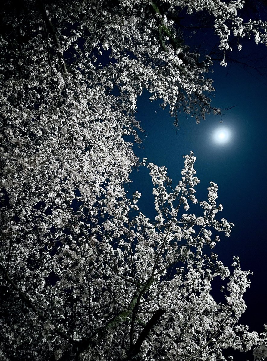 ばにら。 tweet media