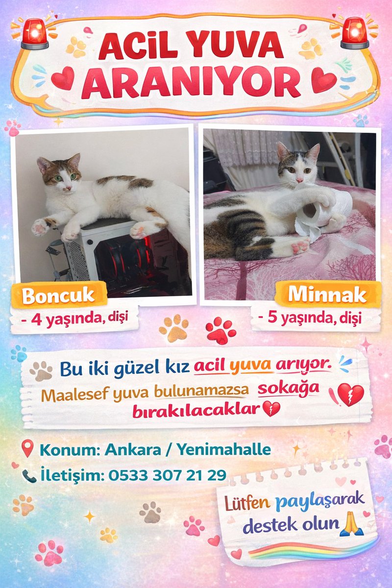 Özlem 🐾 tweet media