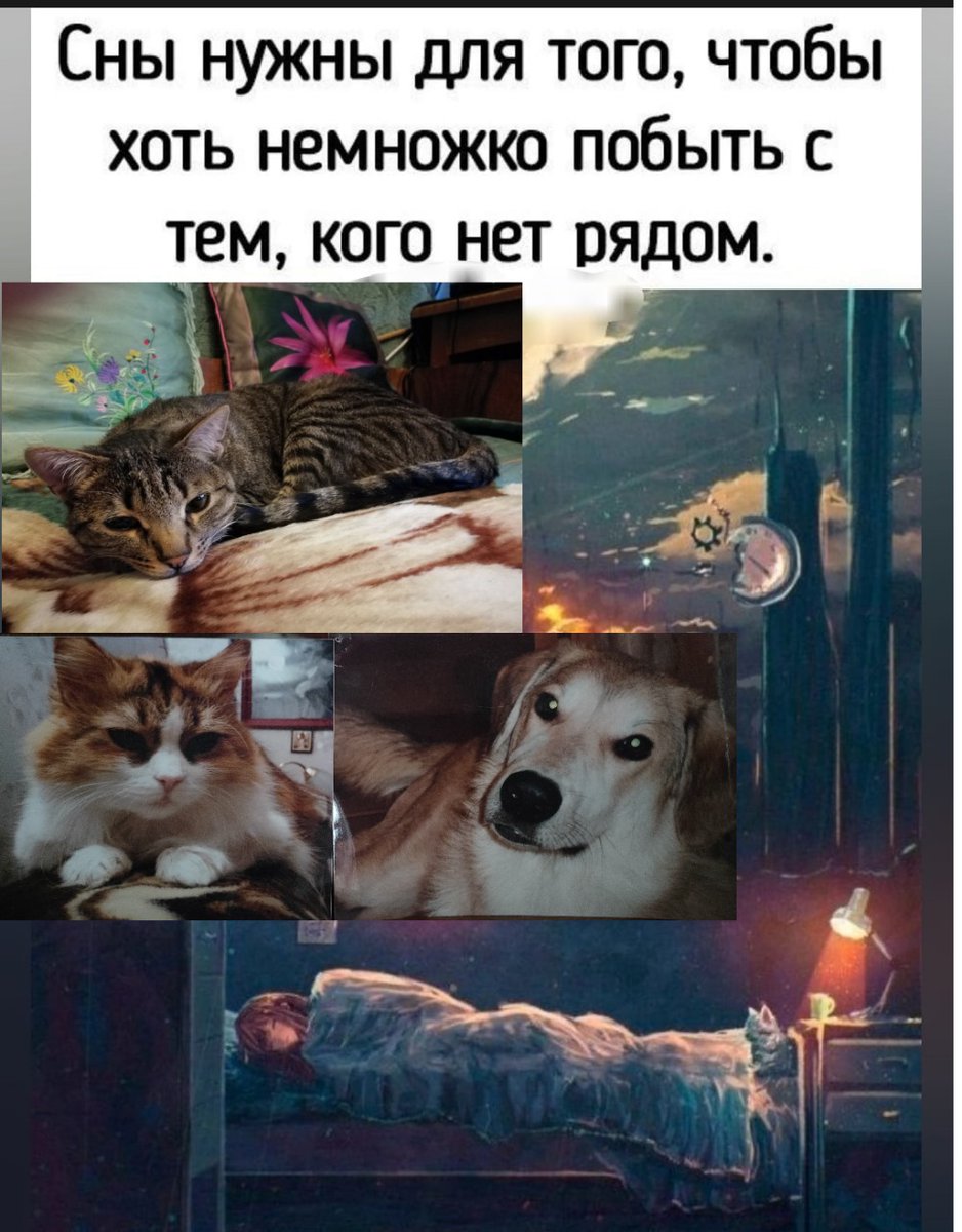 NaShGrod's tweet photo. @Animalesaprieto Я хотел бы чтобы сердце собак билось вечно ... https://t.co/25KJWVPI40