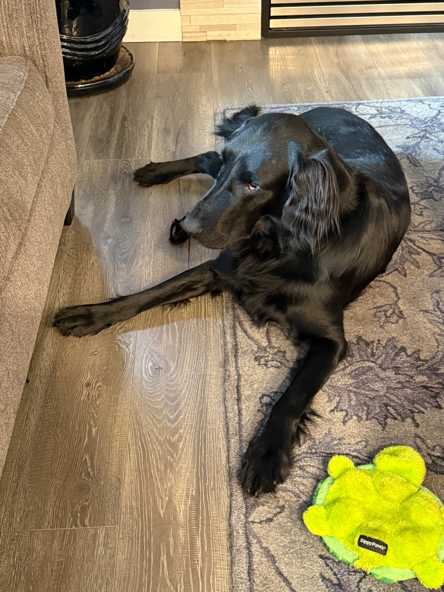 Flat Stanley tweet media