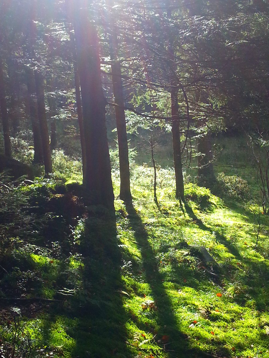 African Queen tweet media