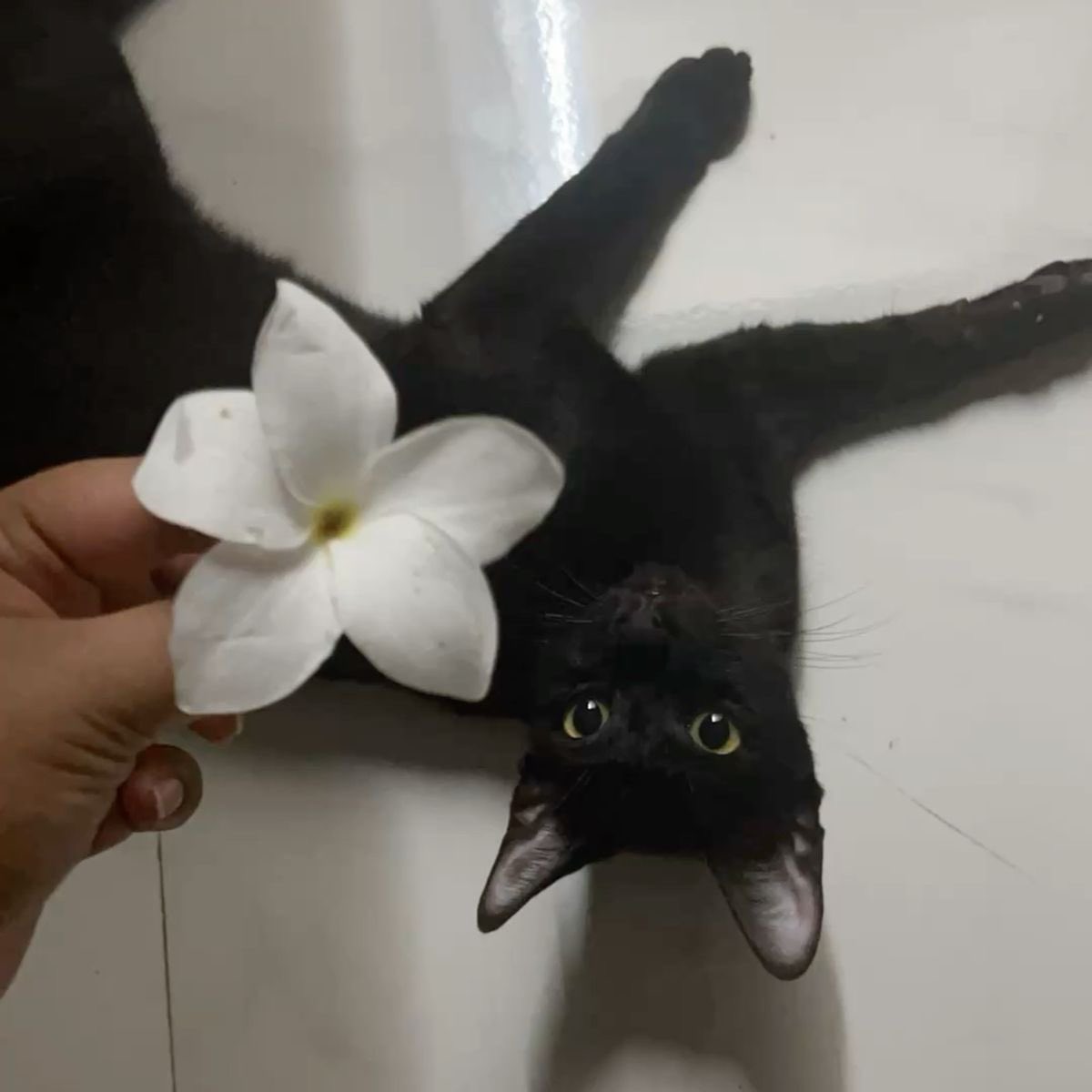 Black cats are not bad luck tweet media