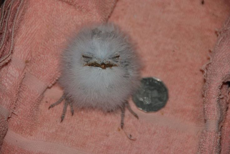 shadoomf🪲🇵🇸(homunculus enjoyer) tweet media